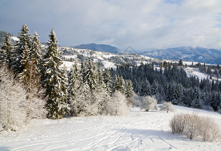 白霜初寒冬季寒平静的山地景观风和雪覆盖了树木和滑雪坡背景