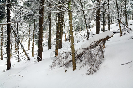 寒冷的冬林树木布满了雪和黑树木茂密图片