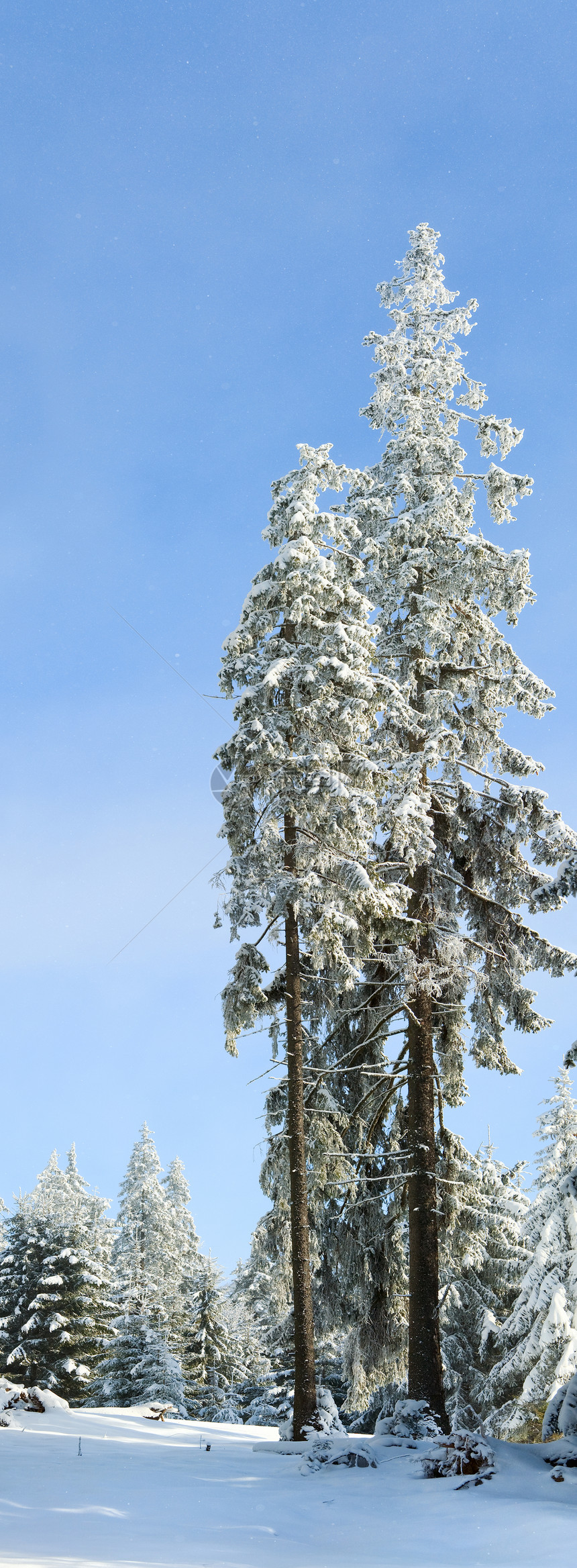 冬假和雪覆盖了两棵蓝天空背景的高贵fir树两针缝合图像图片