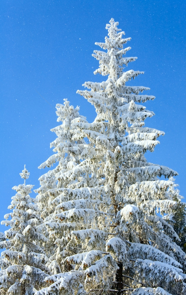 蓝天上有些雪背景冬季风和覆盖树顶图片