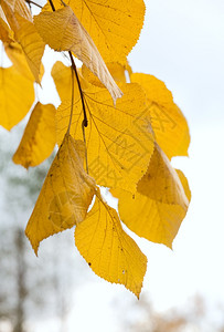 黄色秋天灰树枝图片