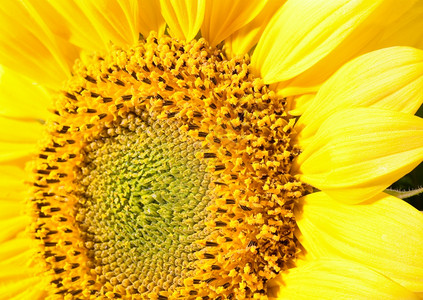 漂亮的黄向日葵碎片宏自然背景三张相片合成清晰度相当深图片