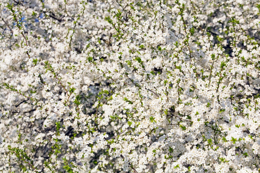 白花樱树春底图片