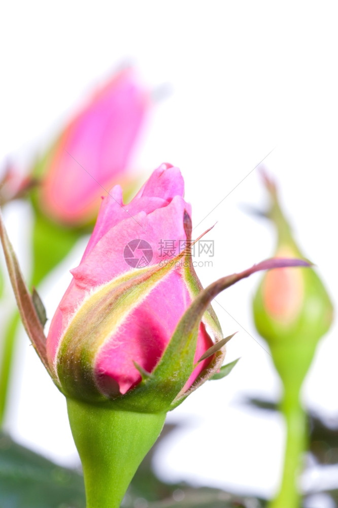 美丽的玫瑰花爆炸发芽白上孤立的花朵图片