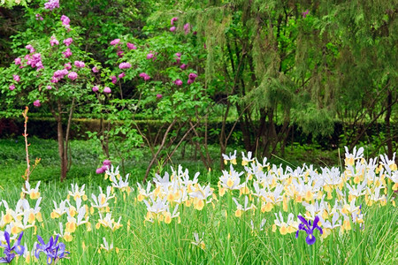 春公园花棚上美丽的白黄碧花图片