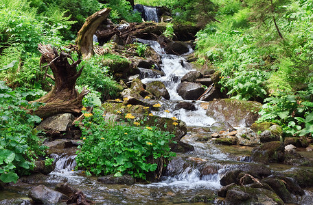 夏季森林中的山河黄花丛喀尔巴阡山乌克兰图片