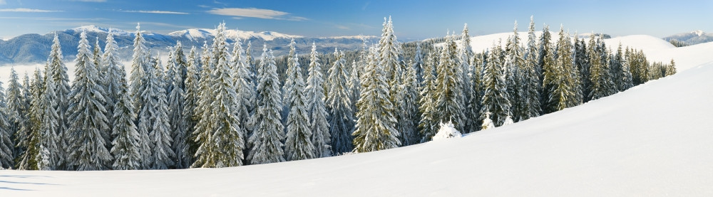 冬季平静的山地风景雪覆盖了树苗右下角有雪的复制空间缝了8针背景图片
