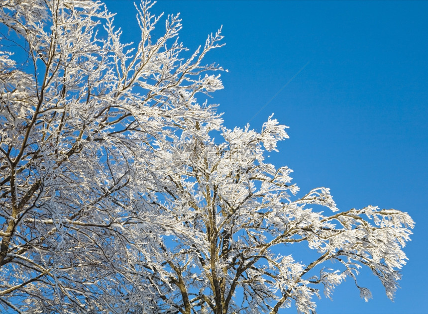 蓝天空背景的冬季树上覆盖木图片