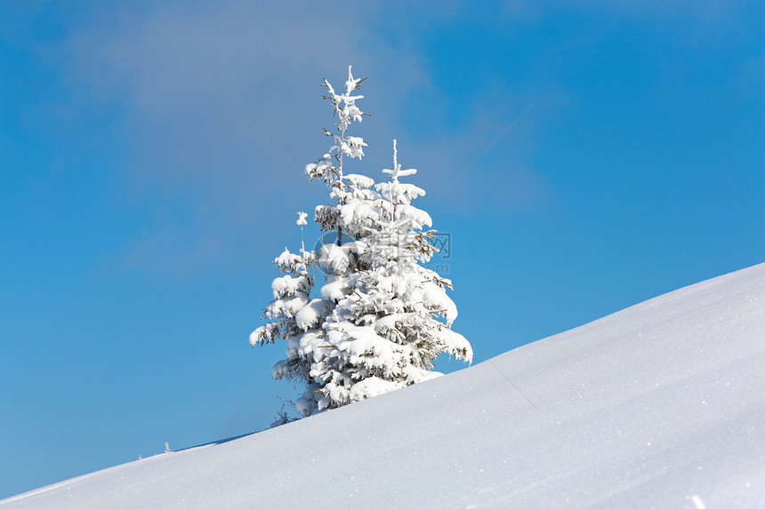 山坡上两棵冬雪的花树蓝天背景的图片