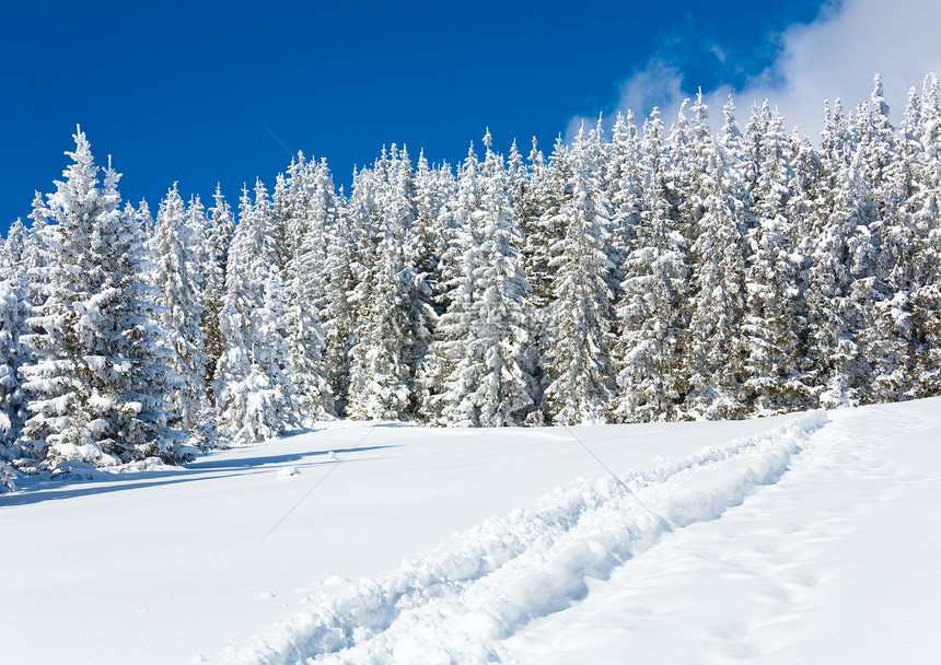 雪地表面和冬季森林的滑雪痕迹图片