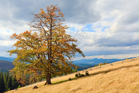 秋天山边的孤树图片