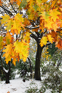 城市公园第一次秋天突然下雪图片