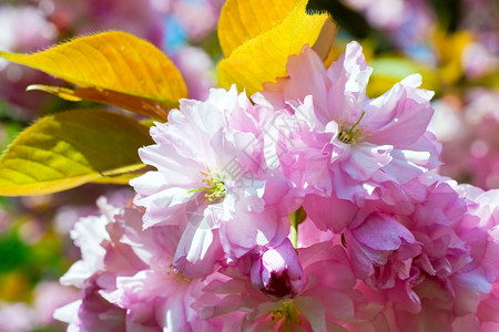 粉红日本樱花图片