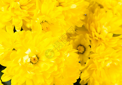 美丽的黄色菊花生动背景图片