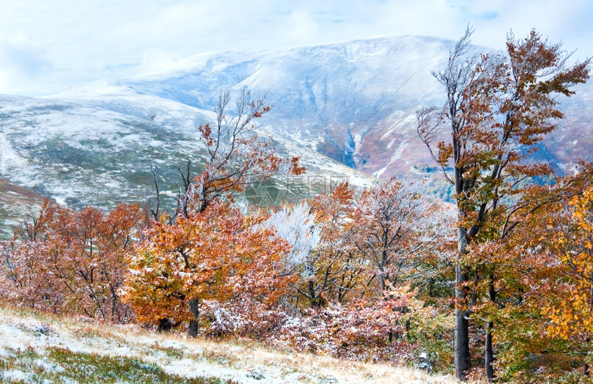 10月喀尔巴阡山博加瓦高原第一次冬季雪和秋多彩花叶图片