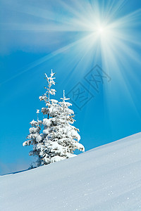 冬天雪覆盖了山边蓝天的风毛树上面有阳光背景的蓝天天空高清图片素材