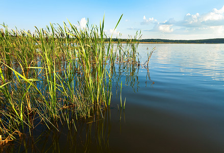 在对岸与小林的夏季匆湖风景背景图片