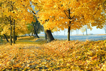 秋城市公园的树图片