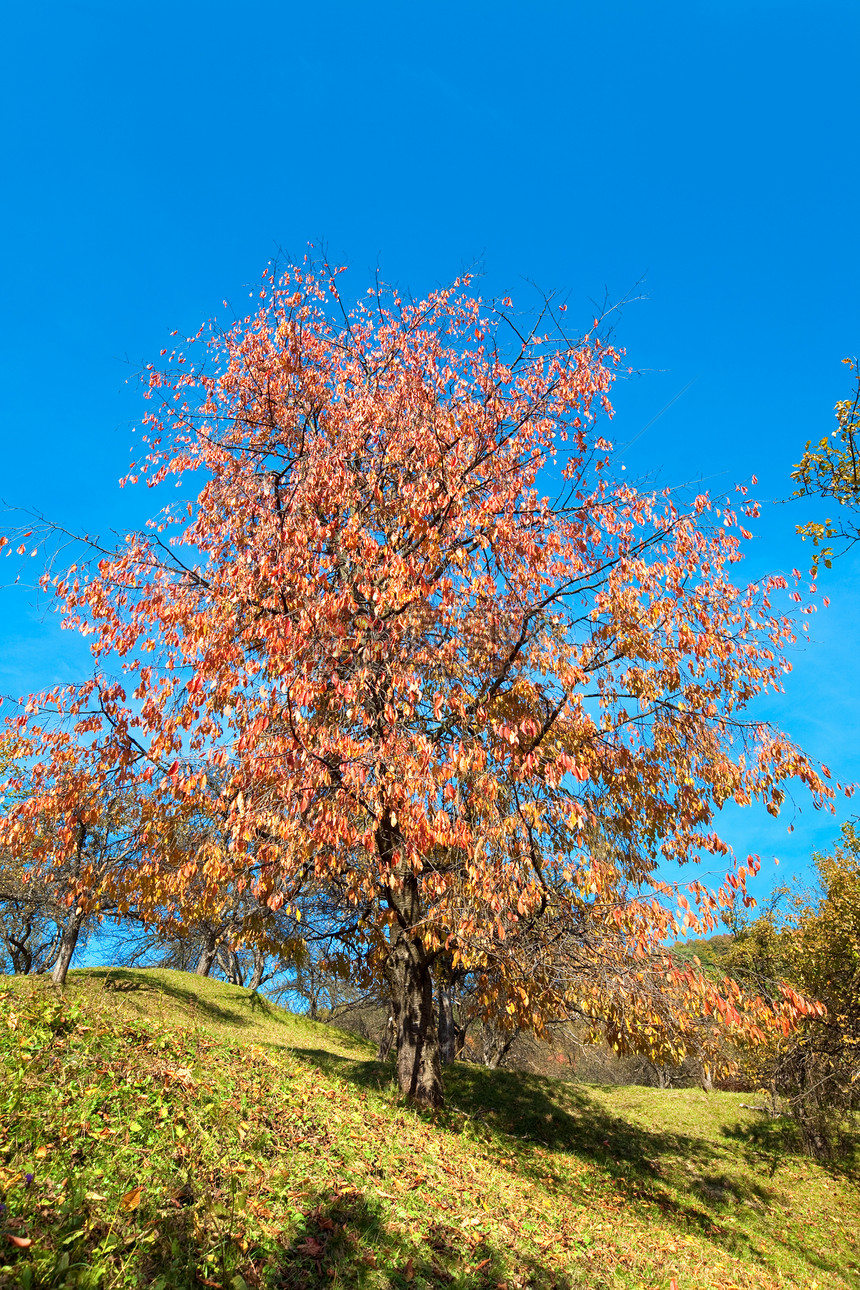 山丘上秋色多彩的树图片