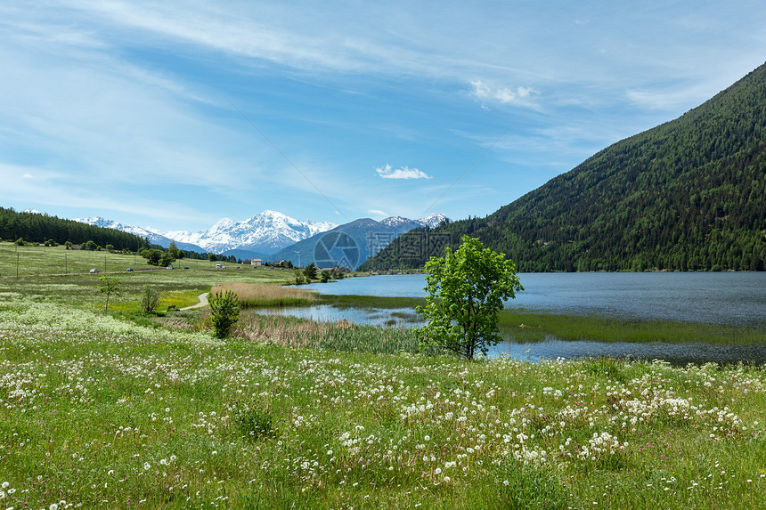 夏季盛开的阿尔卑山草地丹迪利翁阿尔卑斯山草地意大利图片