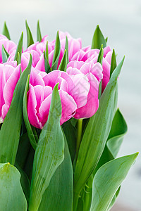 春时粉红色郁金香的美丽花束Macro图片