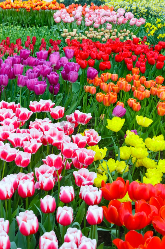 春花床上美丽的多色郁金香自然背景图片