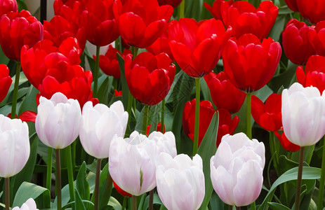 美丽的红白郁金香在春天的时候自然背景背景图片