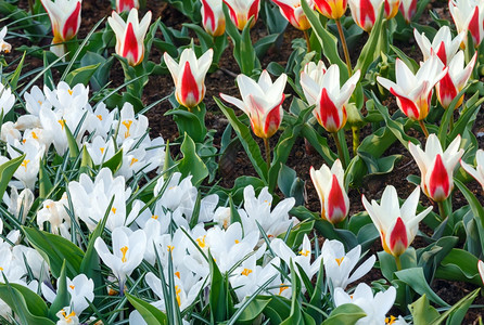 白红色郁金香美丽的白和红郁金香Macro在春天自然背景背景