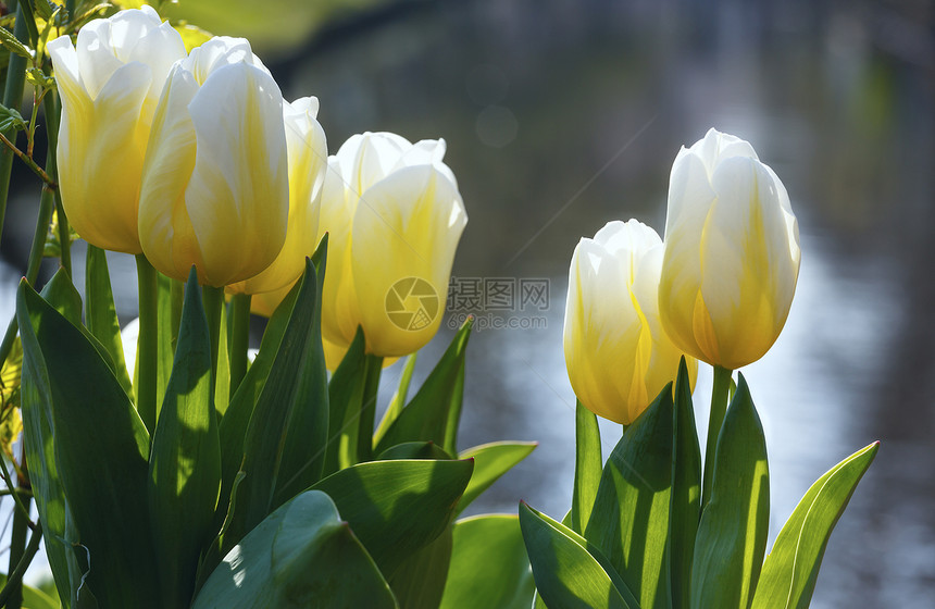 春天美丽的白黄郁金香Macro图片