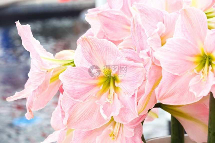花朵中美丽的阿玛丝粉红色花朵Macro图片