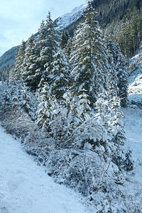 河岸的冬季雪林和树木图片