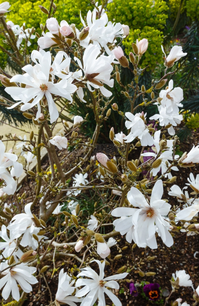 春天有白花的木兰树图片