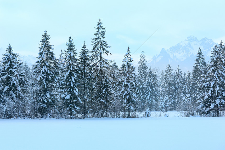 冬季山地风景有雪的森林图片