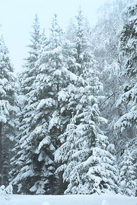 冬季风景有雪树奥地利蒂罗尔图片