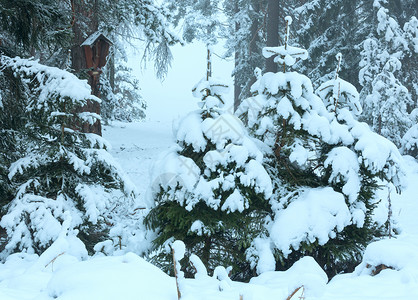 冬季森林树上有雪花基督的在树干上奥地利图片