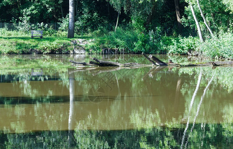 夏季湖水面有树木反射图片