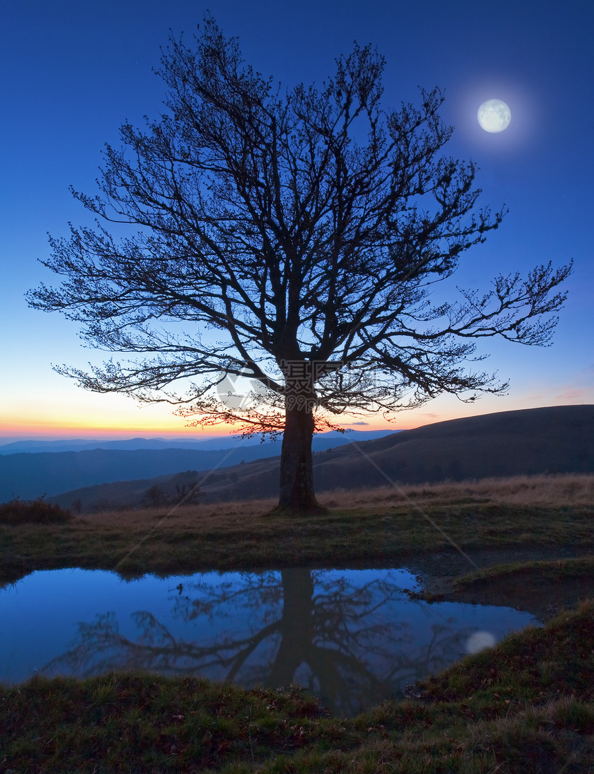 孤单的秋天裸露树在夜山峰顶上在最后的日落光和满月在水坑中反射图片