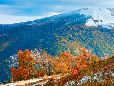 10月喀尔巴阡山博加瓦高原第一次冬季雪和秋多彩花叶背景图片