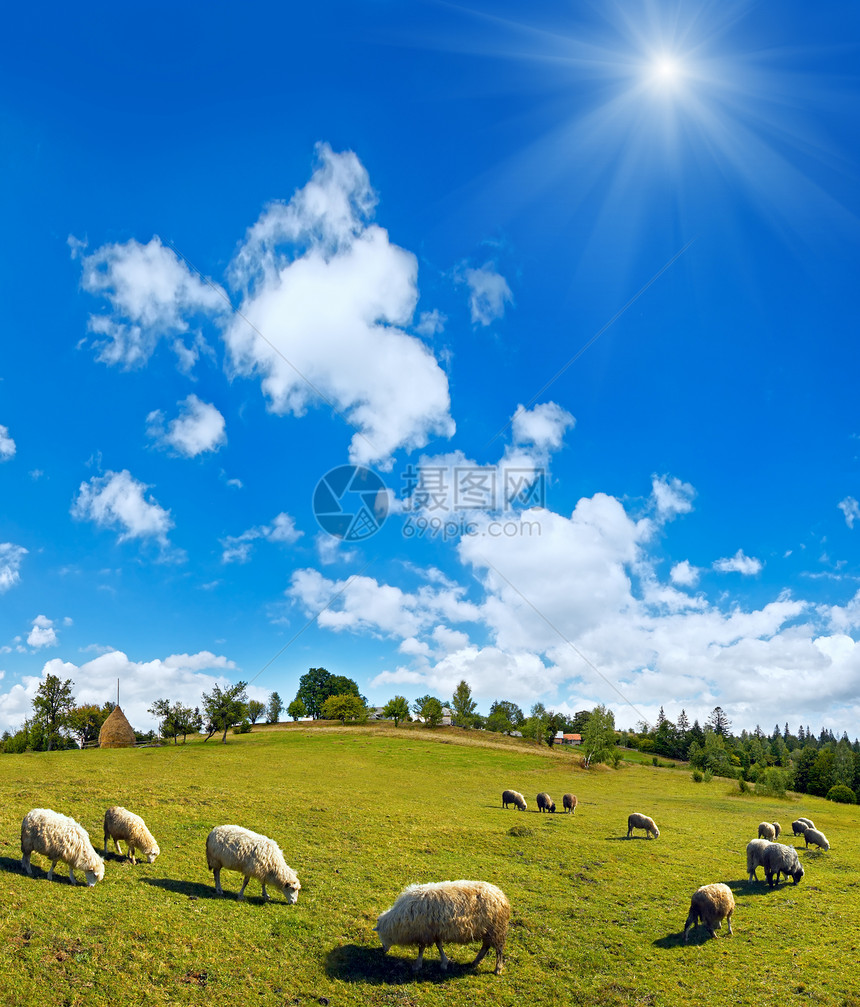 夏季山村丘顶羊群和高蓝天空云雾多斯拉夫克村郊区喀尔巴阡山乌克兰图片