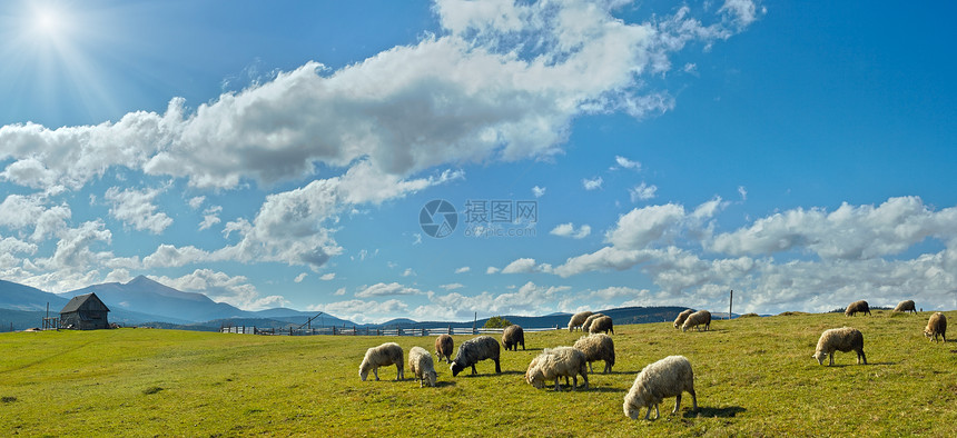 乌克兰喀尔巴阡山地区高山草原阳光下吃草的羊群图片