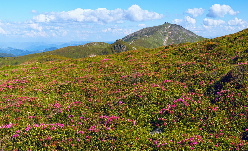 夏季山坡上的红多登花喀尔巴阡山乌克兰图片