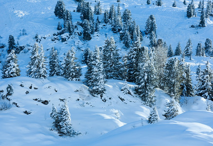 冬山坡上有雪树图片