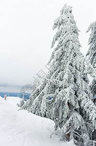 冬季山顶有冰雪的树喀尔巴阡山图片
