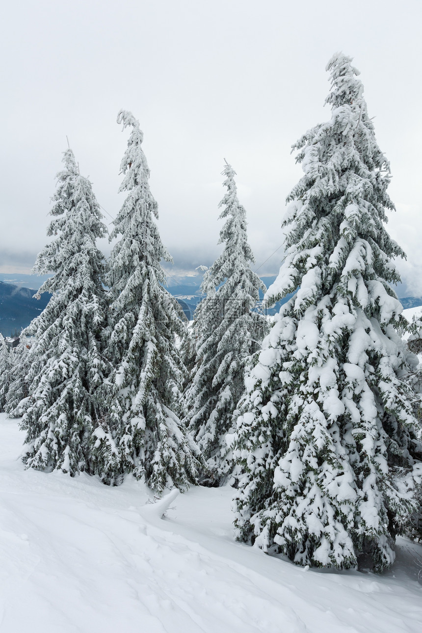 冬季山顶有冰雪的树喀尔巴阡山图片