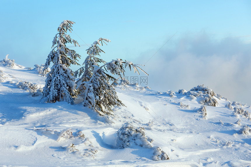 寒冬清晨山上的冰雪毛树在多云的天气下图片