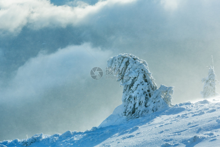 寒冬清晨山上的冰雪毛树在多云的雾天气下图片