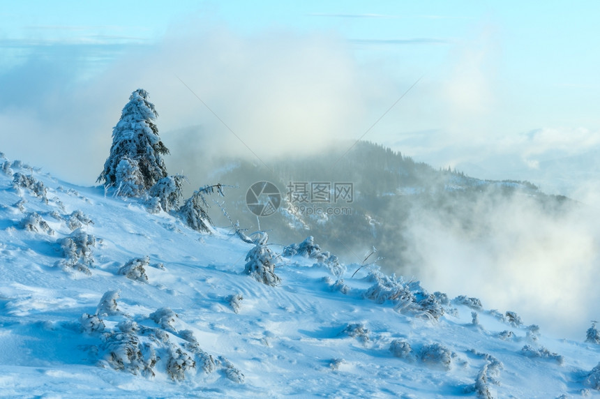 寒冬晨山上的冰雪壁树在多云的天气下喀尔巴阡山图片