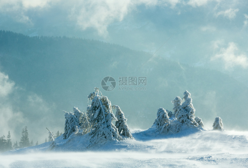 寒冬晨山上的冰雪壁树在多云的天气下喀尔巴阡山图片