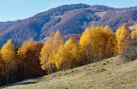 在山坡上树着黄色的秋山峰风景背景