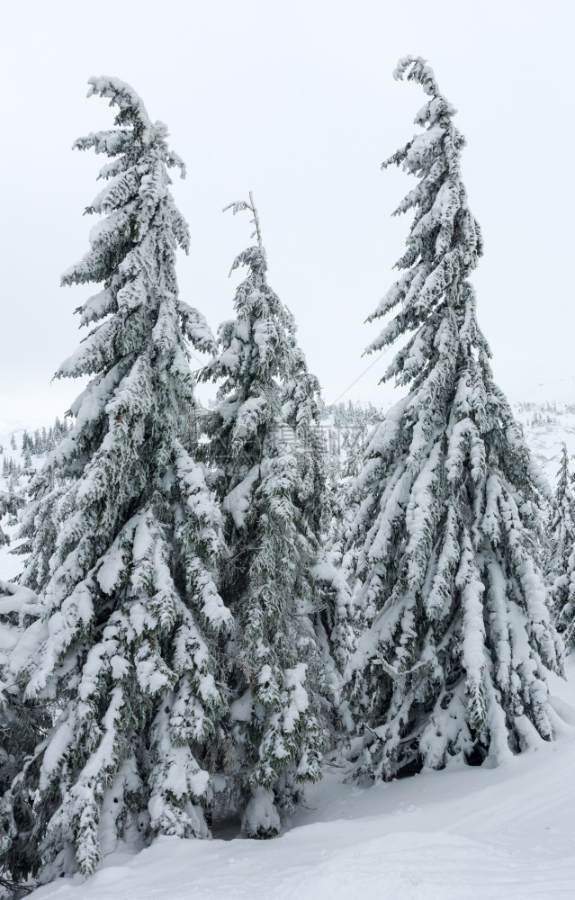 冬季山丘喀尔巴阡上有冰雪的树图片